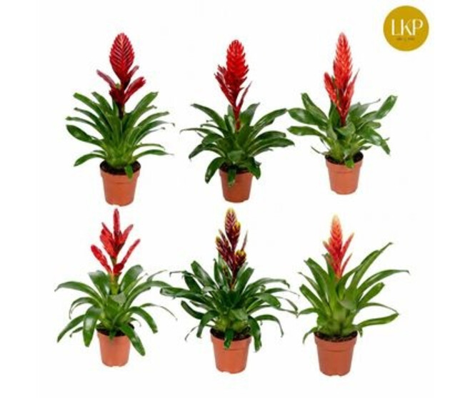VRIESEA VARIES