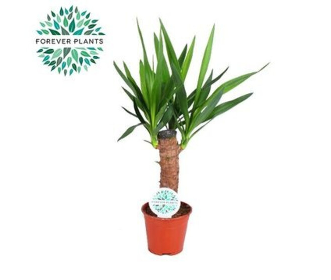 YUCCA TIGE 30CM