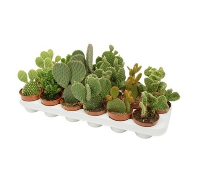 CACTUS OPUNTIA