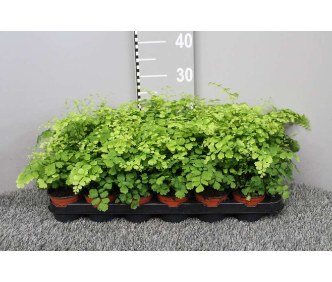 ADIANTUM FRAGRANS
