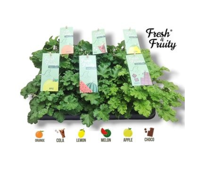 GERANIUM ODORANT