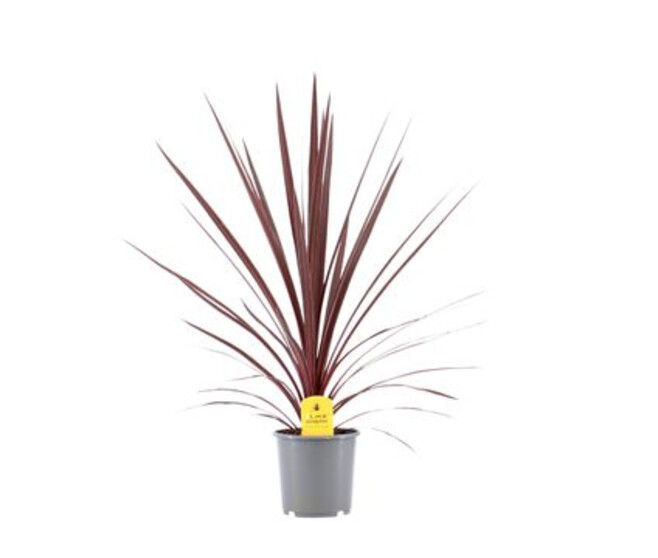 CORDYLINE RED STAR