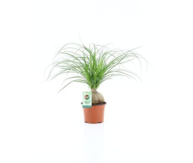 BEAUCARNEA