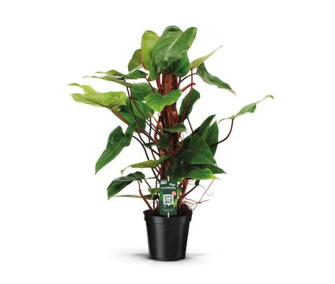 PHILODENDRON RED EMERALD TM