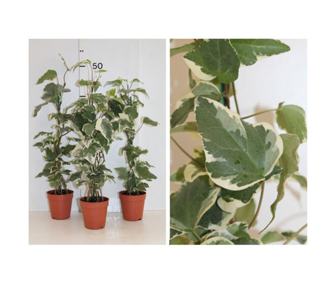 HEDERA MARENGO