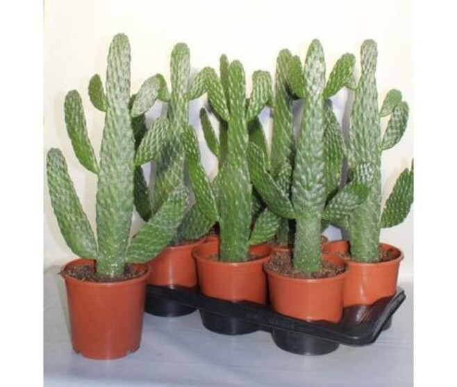 CACTUS OPUNTIA