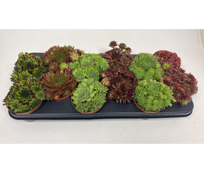 SEMPERVIVUM