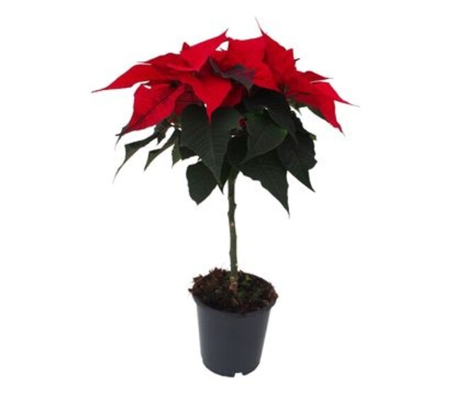 POINSETTIA TIGE