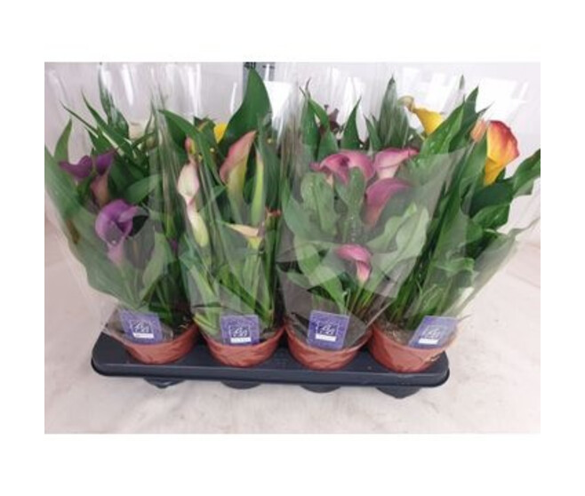 ARUM COULEUR