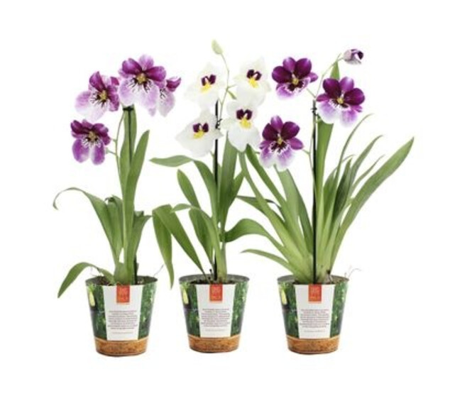 MILTONIA 1BR