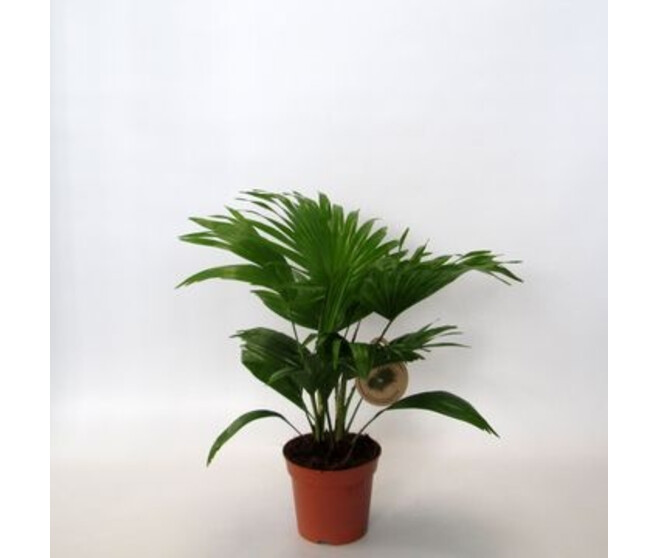 LIVISTONIA