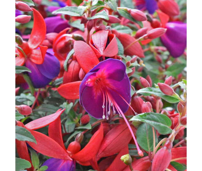 FUCHSIA