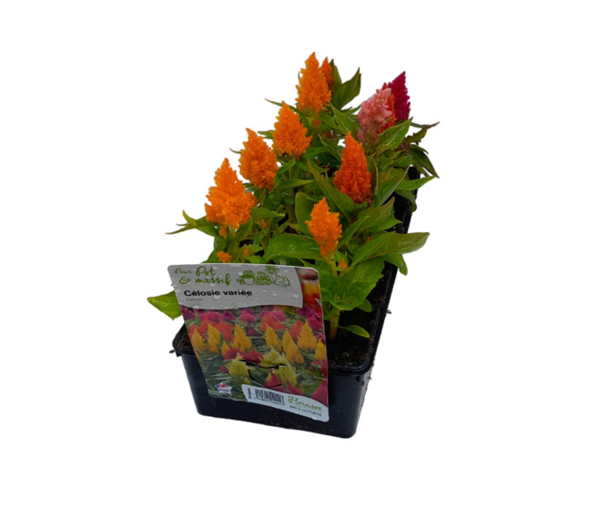CELOSIE PLUMOSA BQ10
