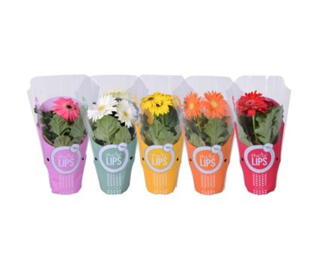 GERBERA