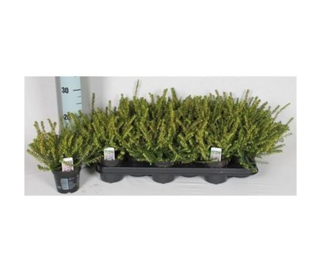 ERICA DARLEYENSIS