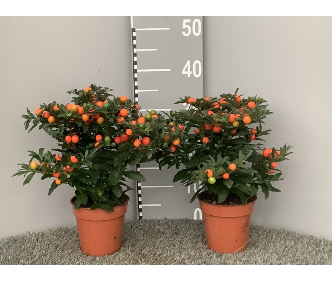SOLANUM THORINO