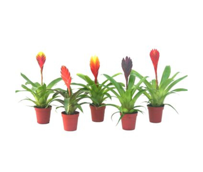 VRIESEA VARIES