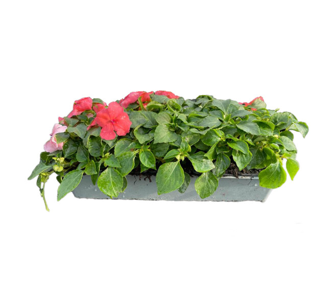 IMPATIENS MASSIF BQ10