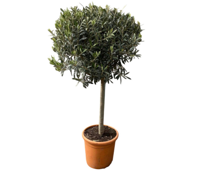 OLEA EUROPEA TIGE