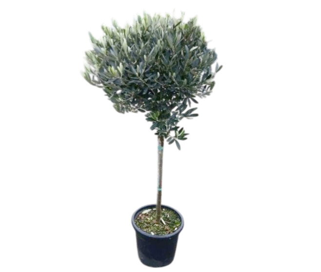 OLEA EUROPEA TIGE