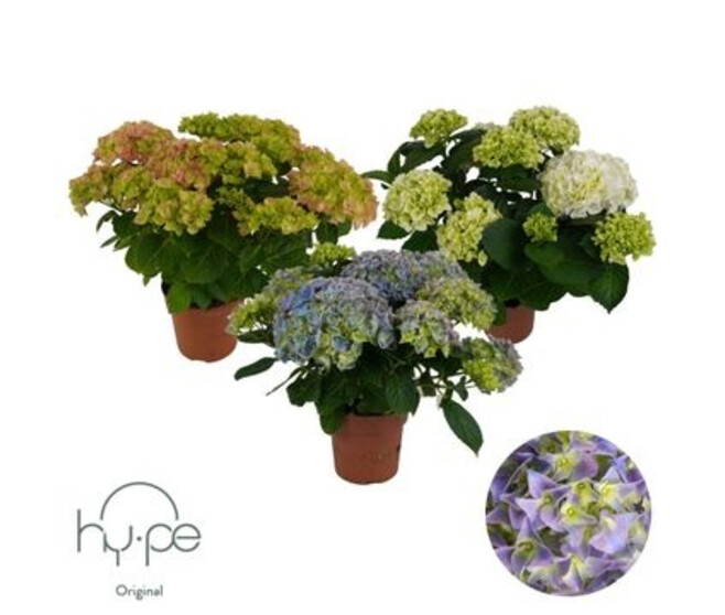 HORTENSIA 7/8FL