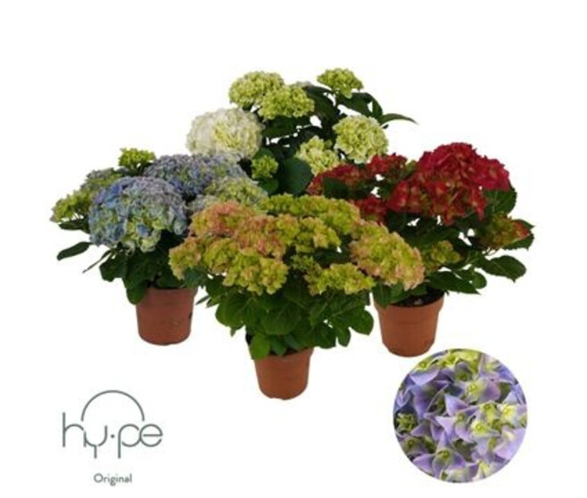 HORTENSIA 7/8FL