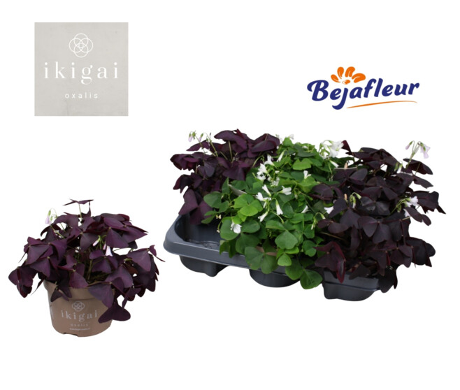 OXALIS