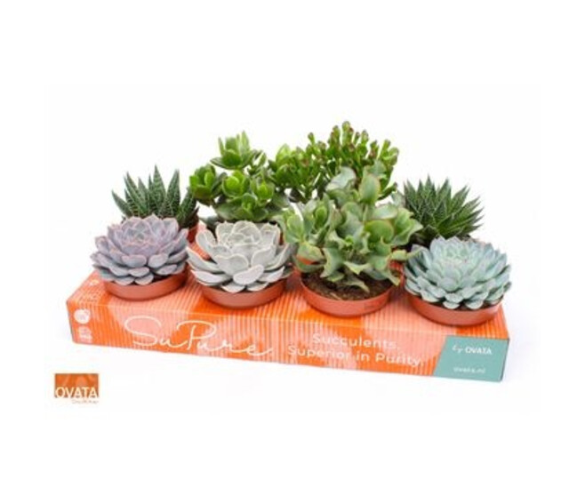 SUCCULENTE VARIEE