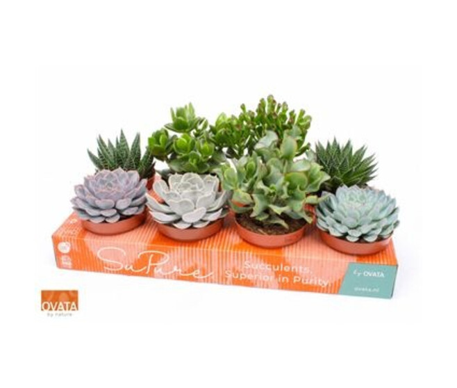 SUCCULENTE VARIEE