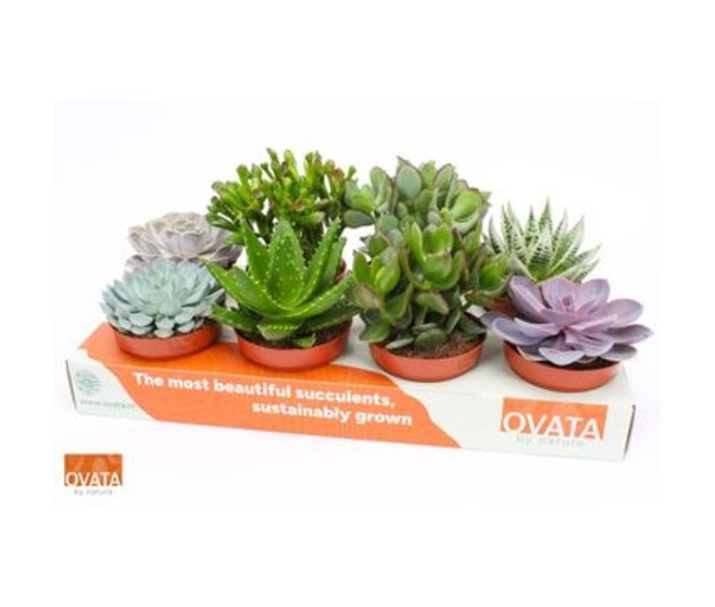 SUCCULENTE VARIEE