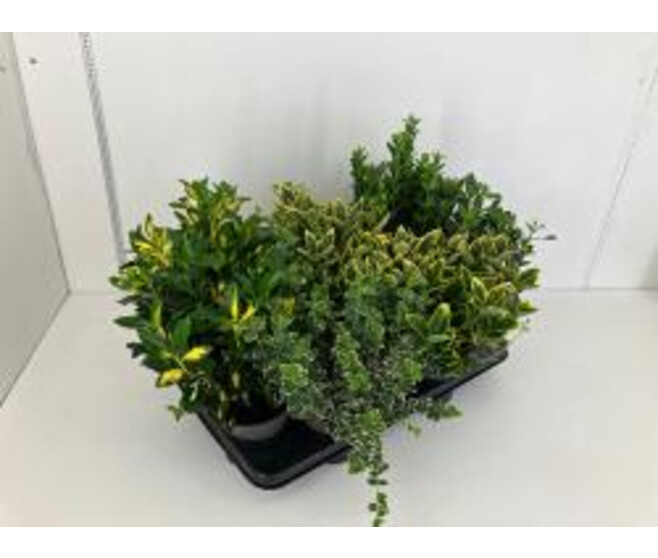 EUONYMUS VARIES