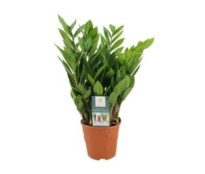 ZAMIOCULCAS