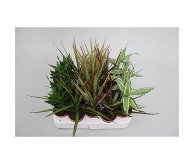DRACAENA VARIES