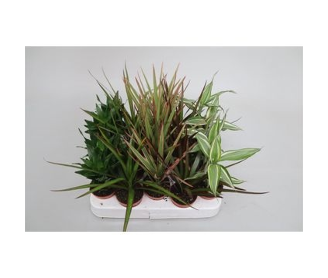 DRACAENA VARIES