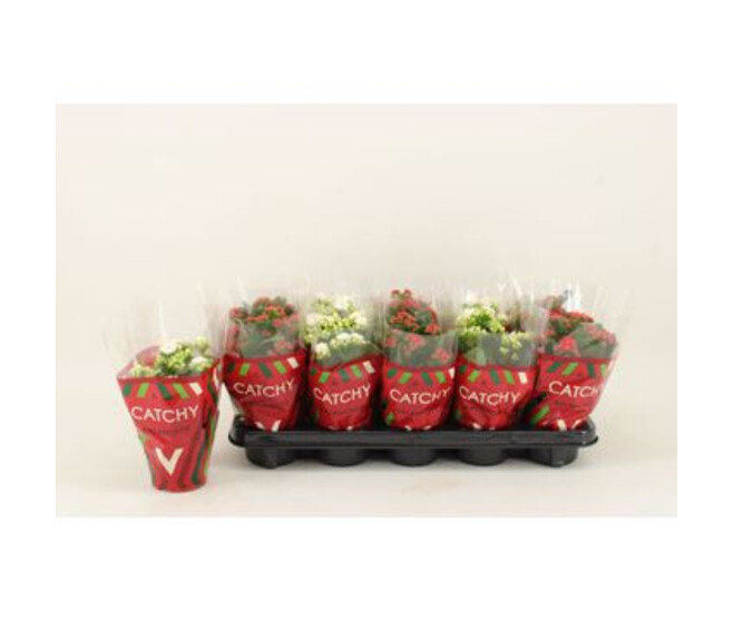 KALANCHOE FL DBLE