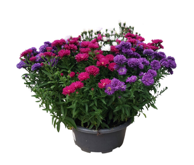 ASTER COUPE
