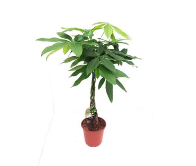 PACHIRA TRESSE