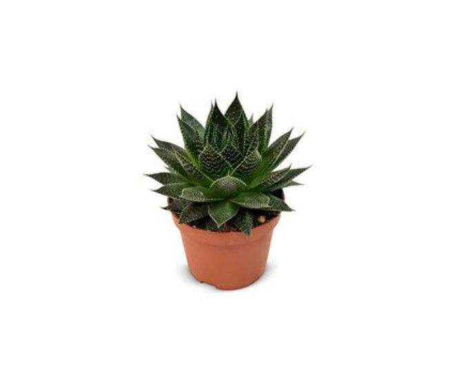 ALOE ARISTATA