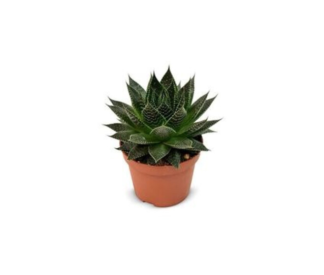 ALOE ARISTATA
