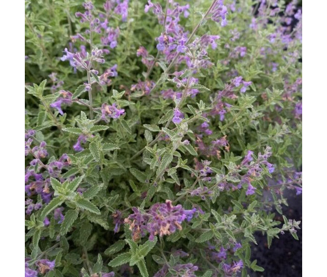 NEPETA BQ10