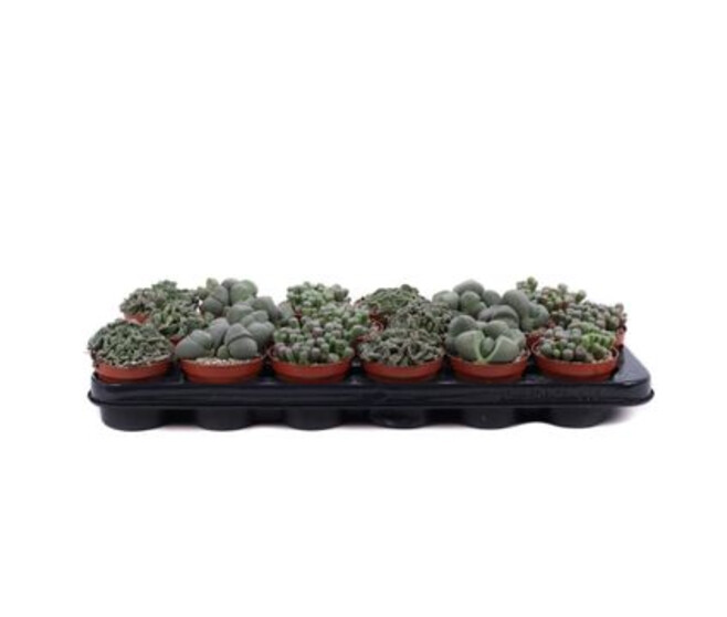 CACTUS LITHOPS