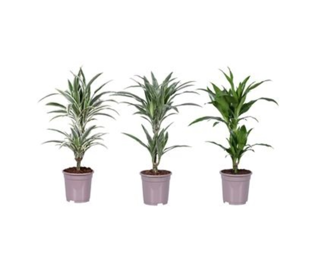 DRACAENA VARIES 30-10