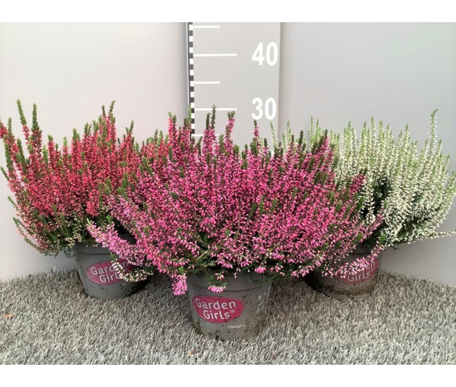 ERICA CALLUNA