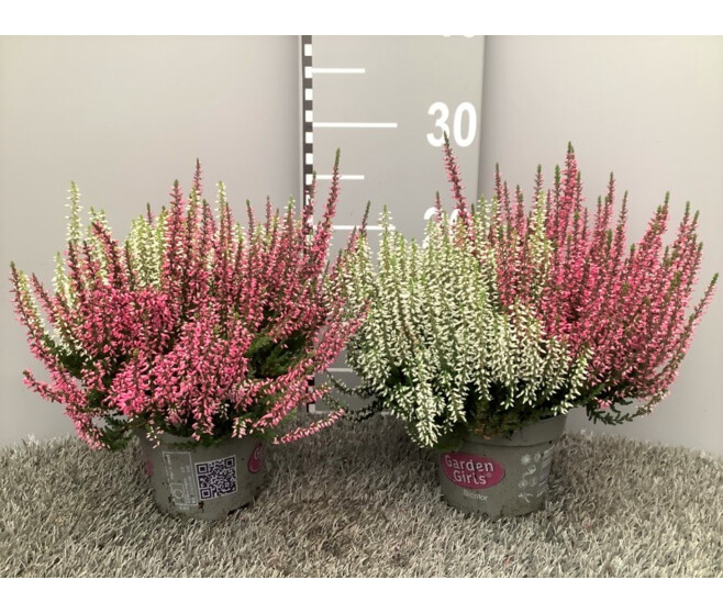 ERICA CALLUNA 2COULEURS