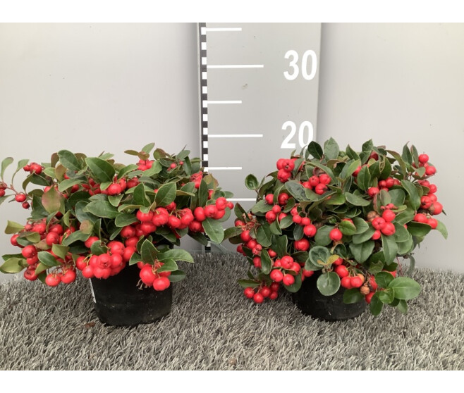 GAULTHERIA PROCUMBENS