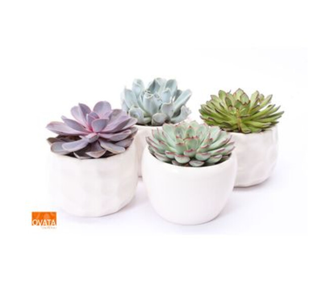 ECHEVERIA
