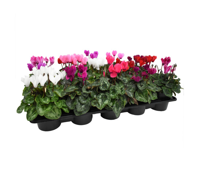 CYCLAMEN P CARRE