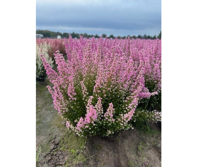 ERICA GRACILIS 25/30CM P TERRE