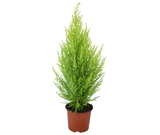 CUPRESSUS GOLD