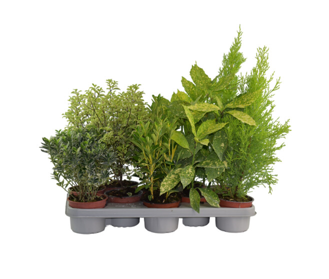 PLANTES EXT VARIEES